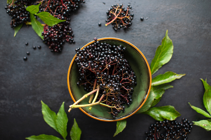 European black elderberry extract can treat SARS-CoV-2 viruses, according to in-vitro research