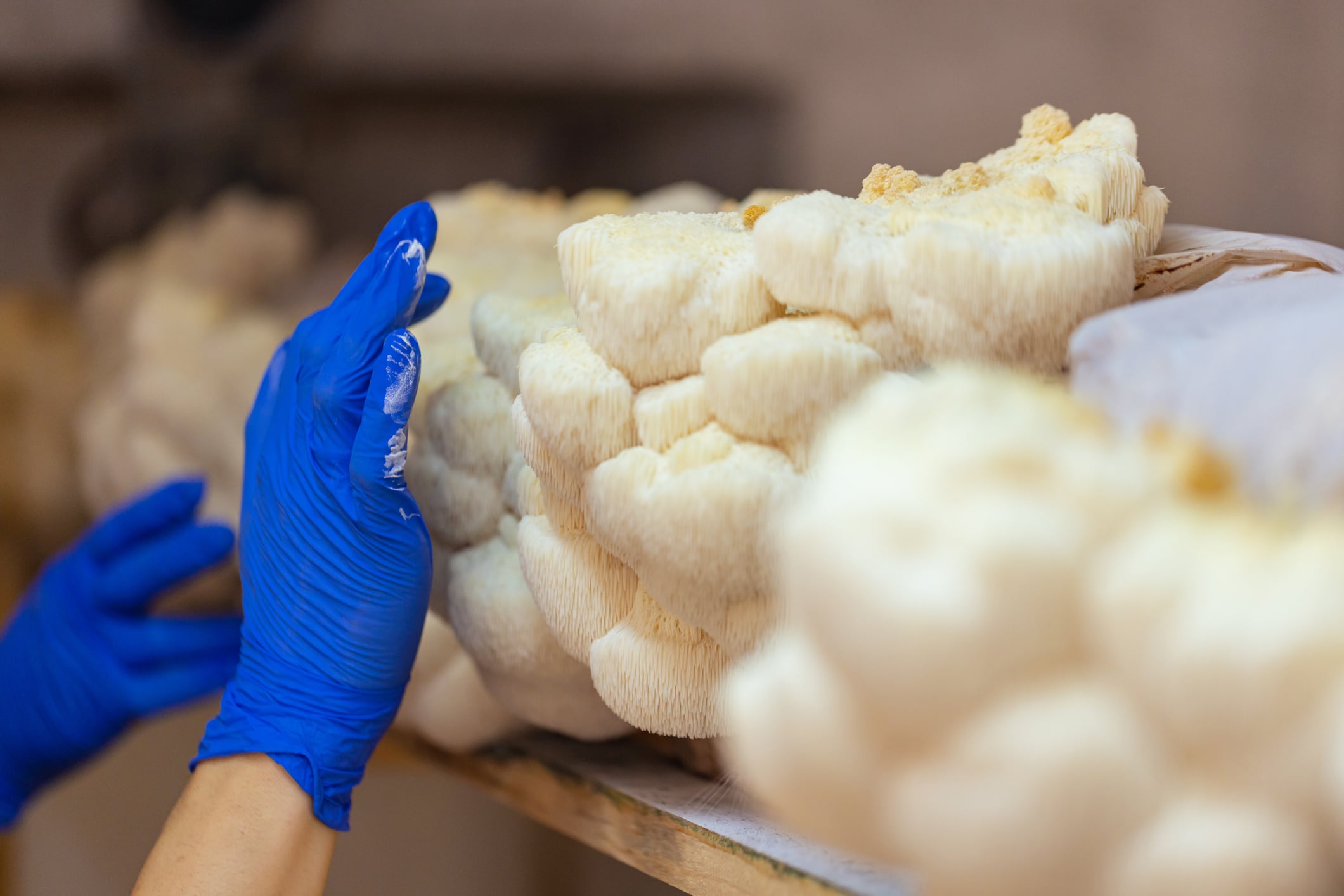 Aloha Medicinals expands production capacity with second