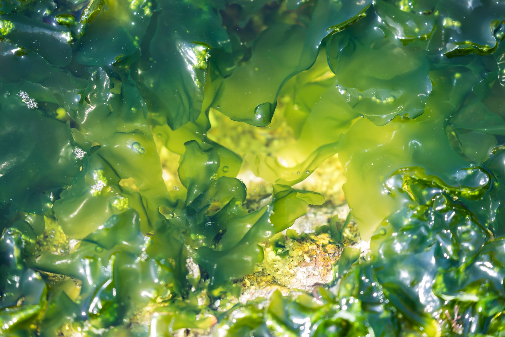 Fermentalg launches high-potency EPA and DHA algal oil