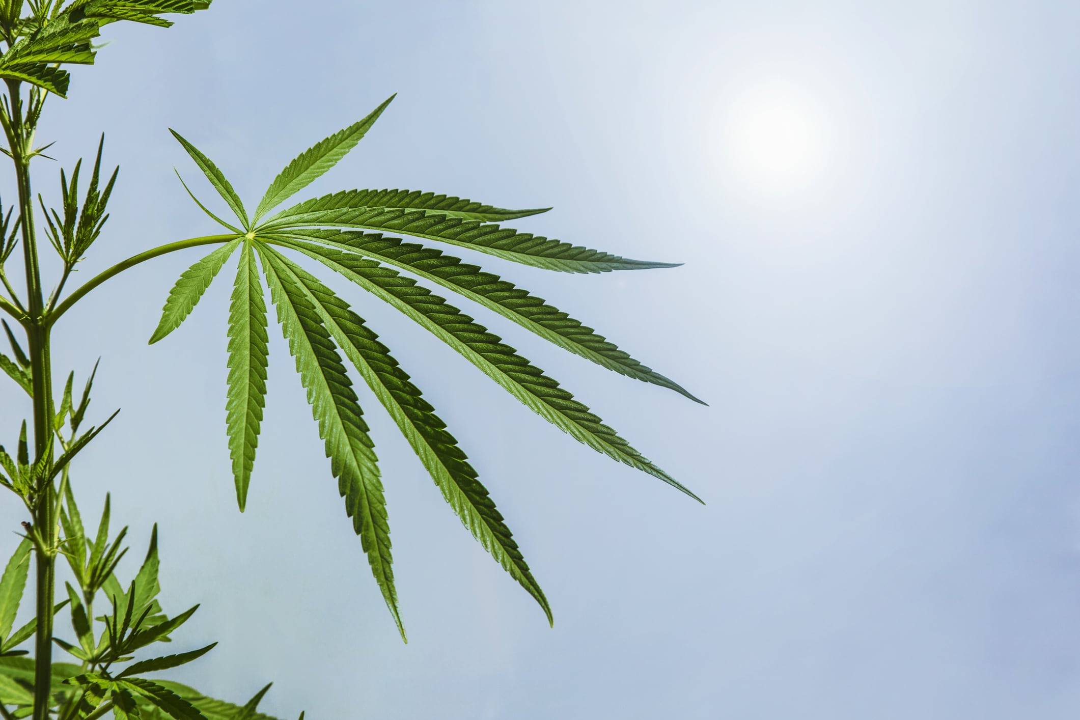Hemp industry gets 30-day extension on federal