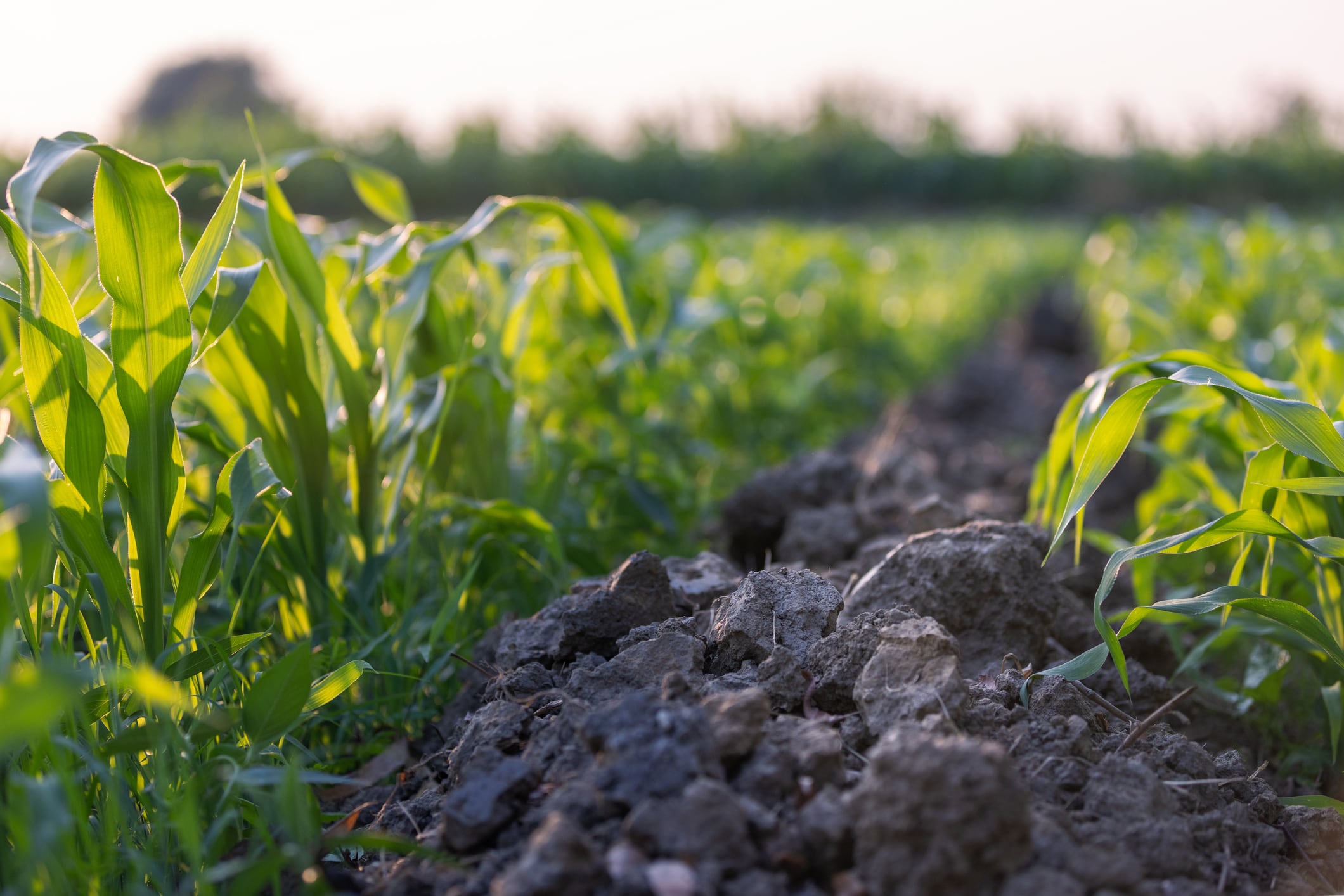 How Ancient Nutrition is building regenerative supply from farm to