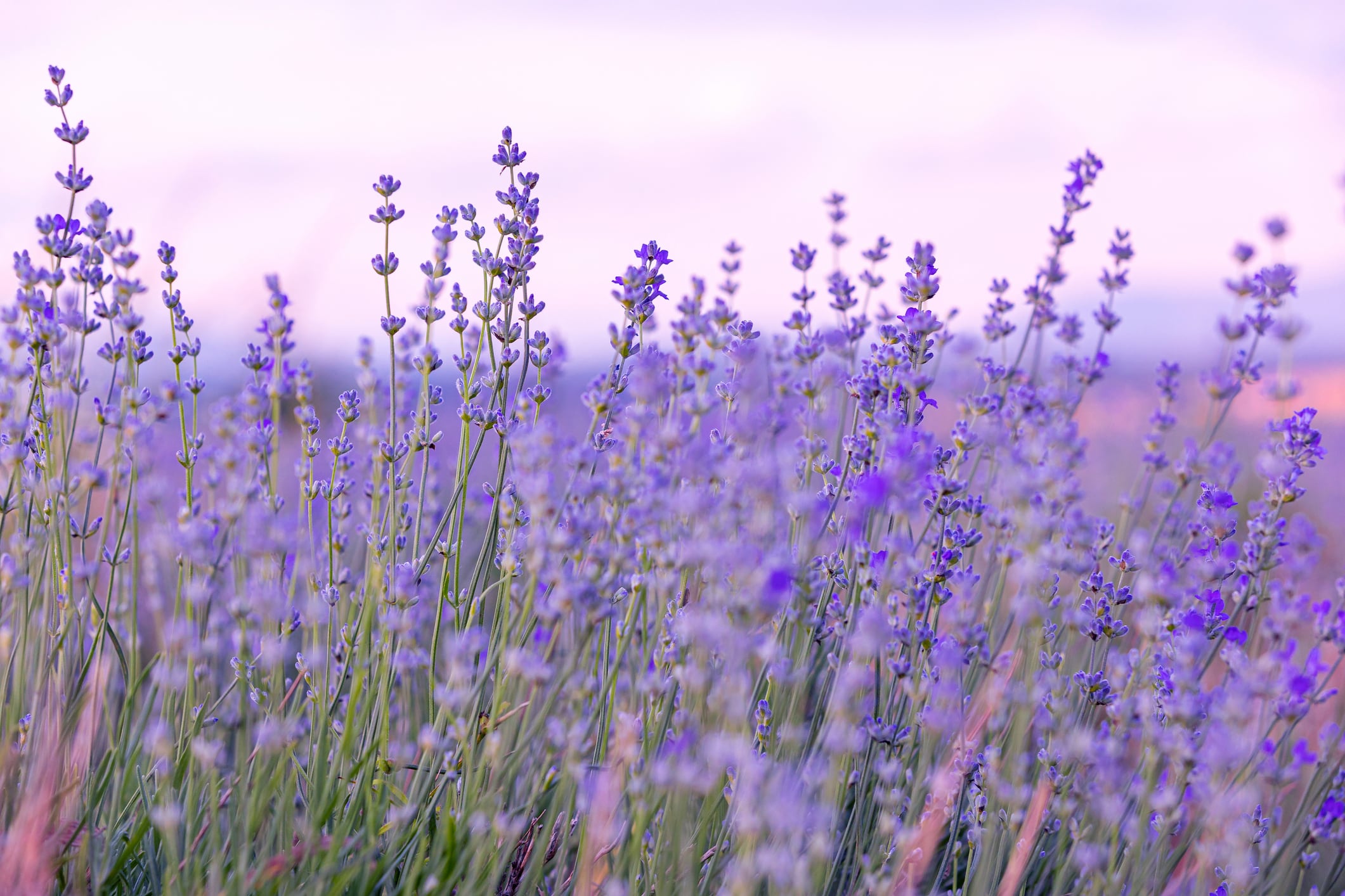 NOW testing of lavender essential oil sold on Amazon yields &lsquo;concerning&rsquo; results