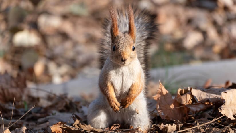 No more chasing squirrels: Supplement industry refocuses on