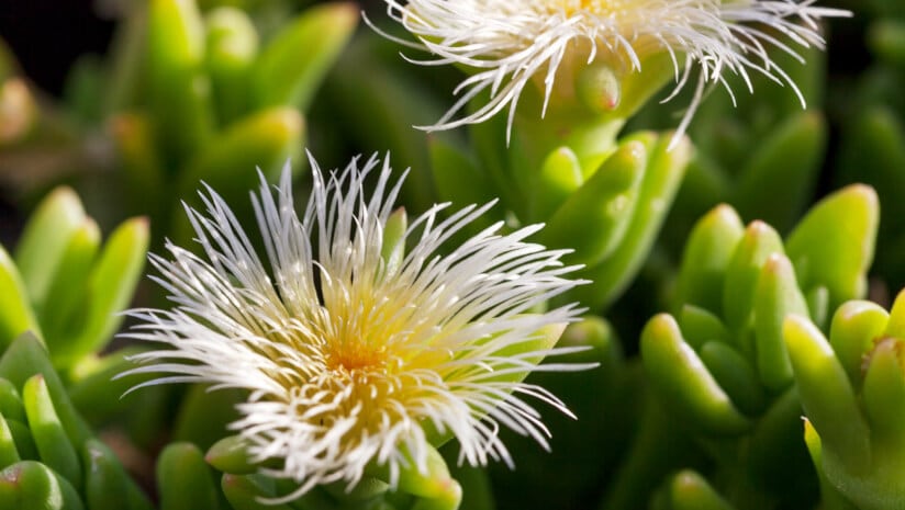 SABPA moves to safeguard sceletium raw material supply through