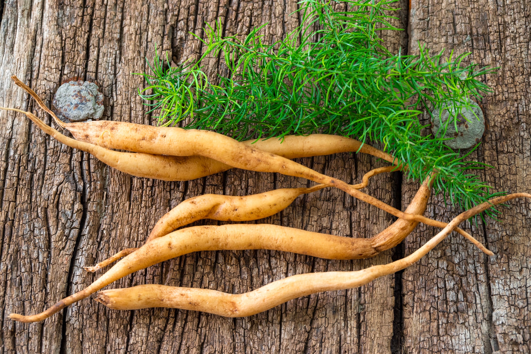 Shatavari root extract may support women&rsquo;s sexual wellness: