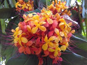 Ashoka tree flowers