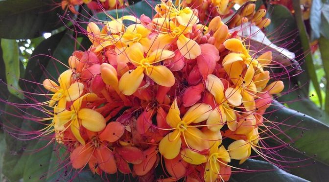 Ashoka tree flowers