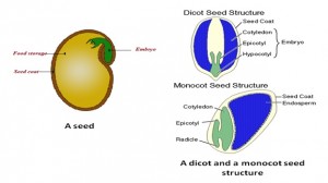 Seed-Structure - HealthyLife | WeRIndia