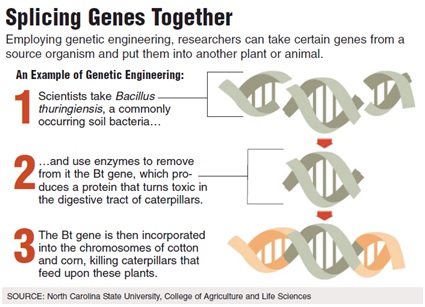 Splicing Genes Together