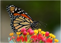 Monsanto Donates Millions to Save the Butterflies