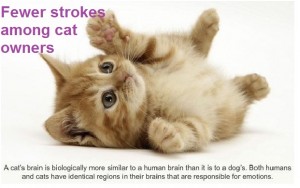 Fewer Strokes among Cat Owners