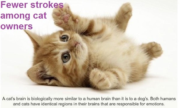 Fewer Strokes among Cat Owners