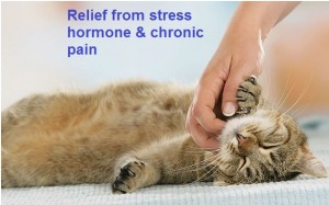 Relief from that Chronic pain