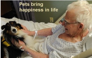 Pets are Natural mood Enhancers!