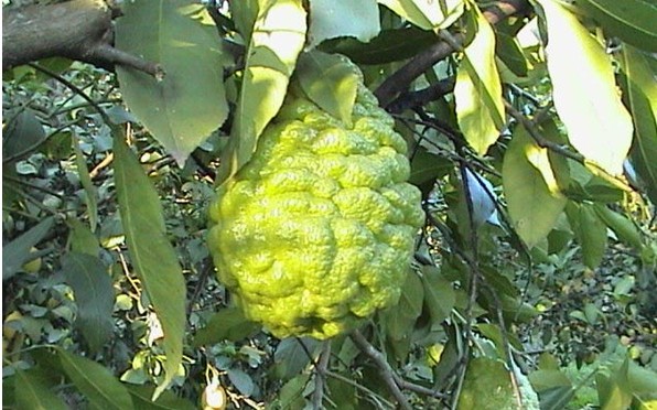 Bergamot essential oil (relaxing)