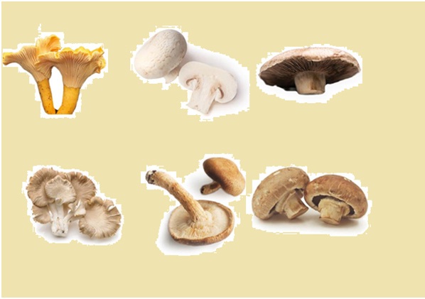 The six most common types of edible mushrooms