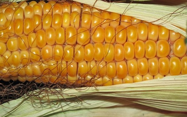 Five Hidden Ingredients in Your GMO Corn that Should NOT Be There