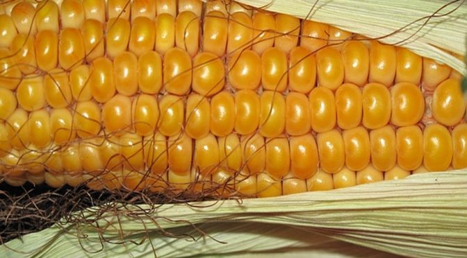 Five Hidden Ingredients in Your GMO Corn that Should NOT Be There