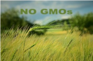 Scotland Completely Bans GMO Crops !