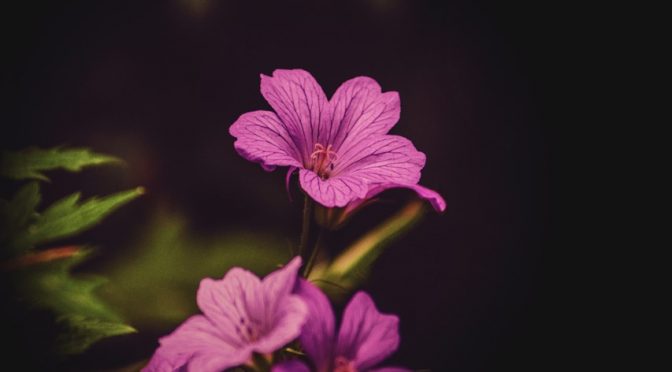 Geranium essential oil (balancing)