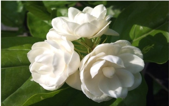 Jasmine essential oil (sedative)