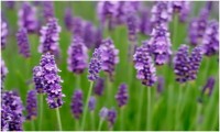 Lavender essential oil (anti-anxiety)