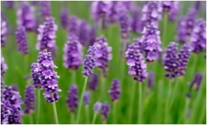 Lavender essential oil (anti-anxiety)