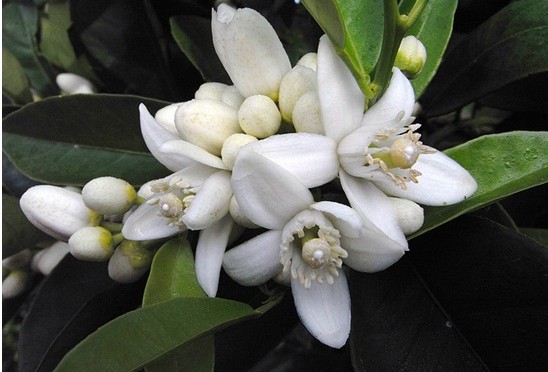 Neroli essential oil (anti-depressant)