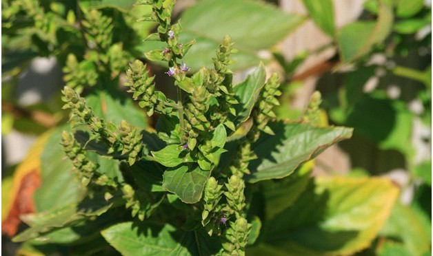 Patchouli essential oil (helps with stress-related issues)