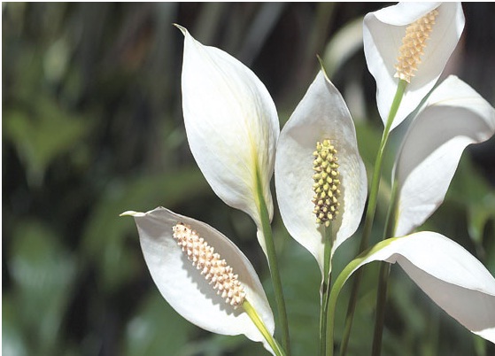 Peace lily (Spathiphyllum sp.)