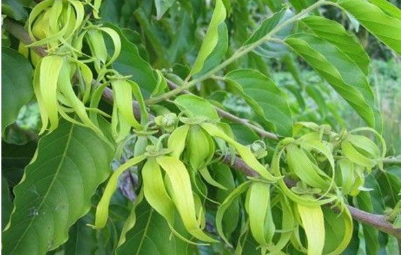 Ylang Ylang essential oil (sedative)