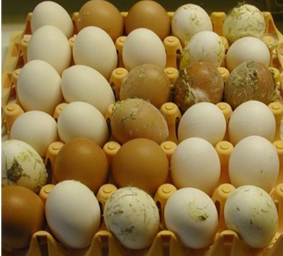 Eggs and Salmonella
