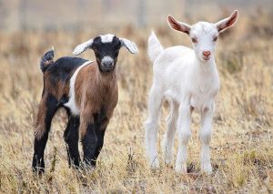 Goats fed transgenic GM soy feed have altered DNA