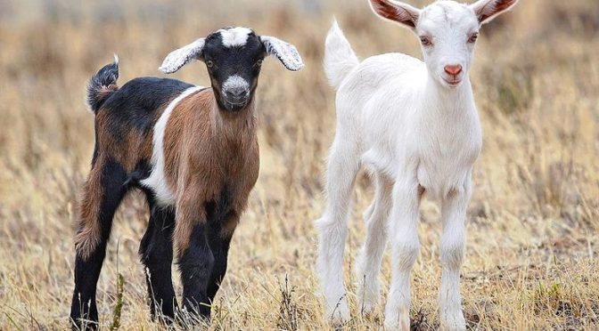 Goats fed transgenic GM soy feed have altered DNA