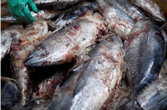 Toxins in Tuna