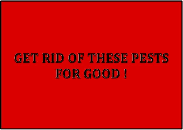 GET RID OF THESES PESTS FOR GOOD