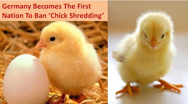 Chick Shredding