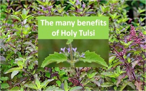 HOLY TULSI PLANT AND ITS MEDICINAL POWER