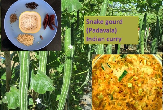 SNAKE GOURD (PADAVALA) INDIAN CURRY