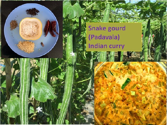 SNAKE GOURD (PADAVALA) INDIAN CURRY
