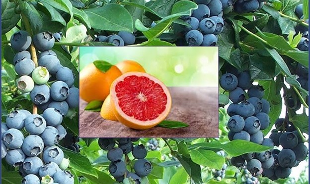 Grapefruits & Blue berries