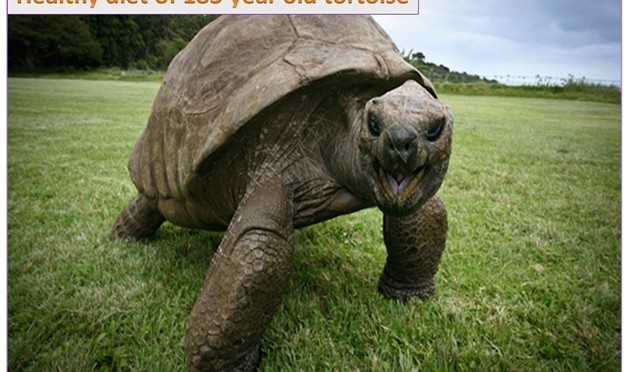 Veterinarian Revives 183-Year-Old Tortoise with Prescription For Healthier Diet