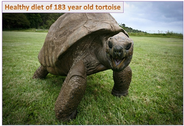 Veterinarian Revives 183-Year-Old Tortoise with Prescription For Healthier Diet