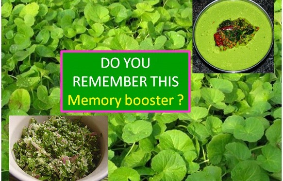 MEMORY BOOSTER: GOTU KOLA (ONDELAGA, TIMIRE) DISHES