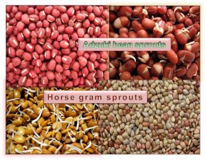 Adzuki Bean Sprouts & Horse Gram Sprouts