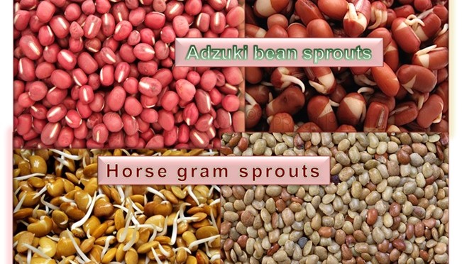 Adzuki Bean Sprouts & Horse Gram Sprouts