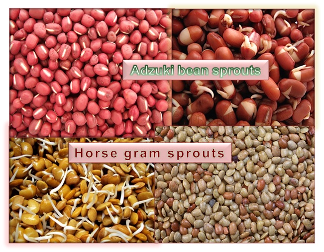 Adzuki Bean Sprouts & Horse Gram Sprouts