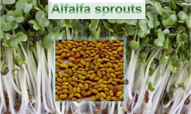 Alfalfa Sprouts