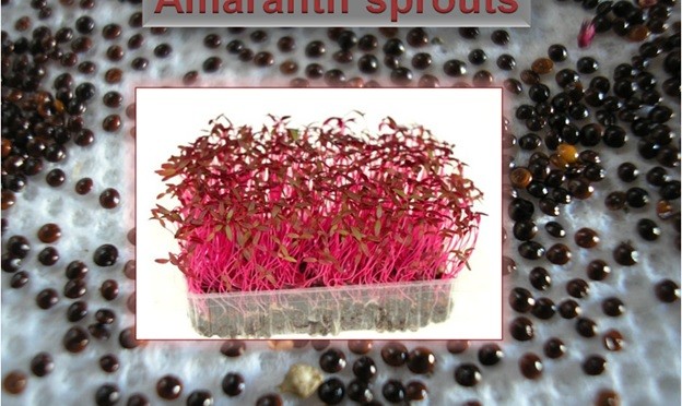 Amaranth Sprouts