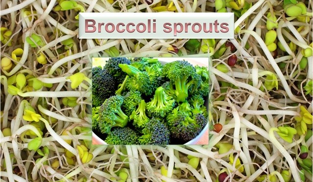 Broccoli Sprouts